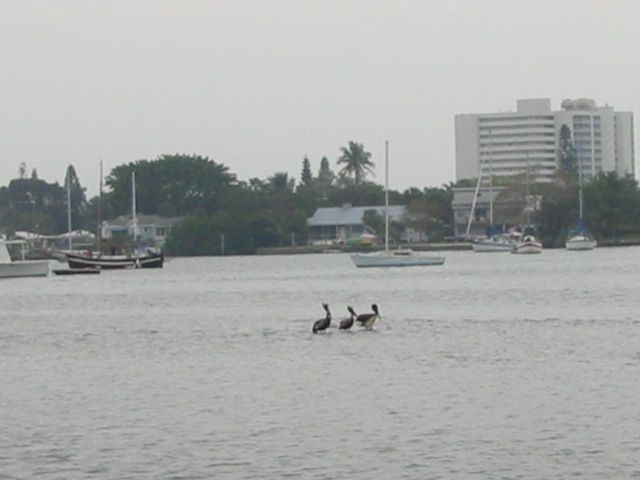 45-Pelicans.jpg
